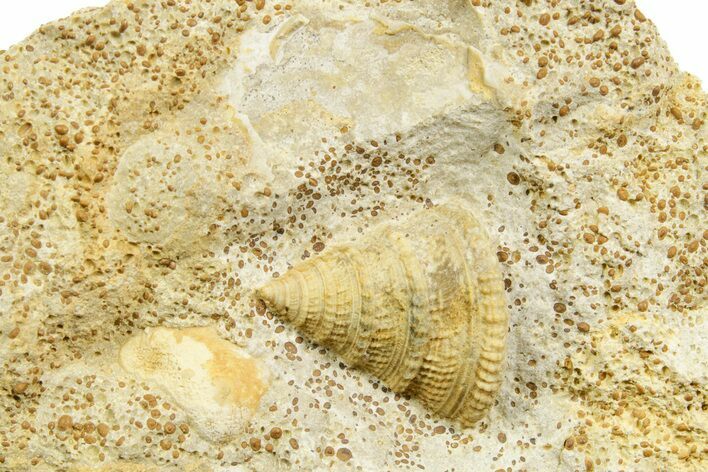 Jurassic Sea Snail (Pyrgotrochus) Fossil - Évrecy, France #367862